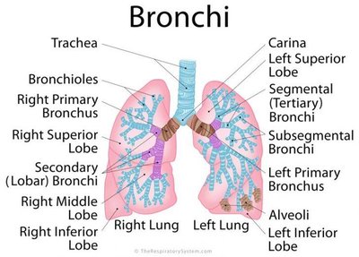 Diagram of bronchi and their subdivisions