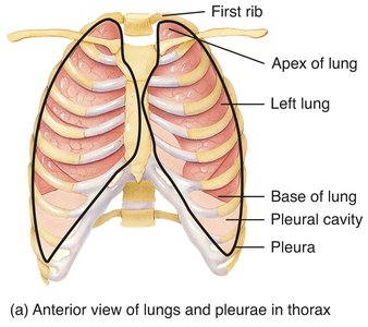 Anterior view of lungs and pleurae in thorax