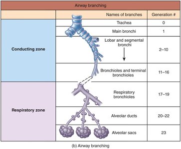 Branching of airway and alveolar sacs