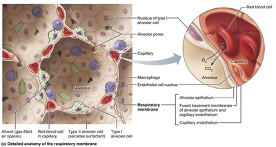Blood supply to the lungs
