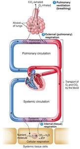 Pulmonary ventilation and gas exchange