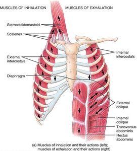 Muscles of inhalation and exhalation