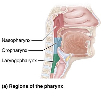 Regions of the pharynx: nasopharynx, oropharynx, laryngopharynx