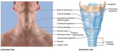 Anatomy of the larynx and its cartilages