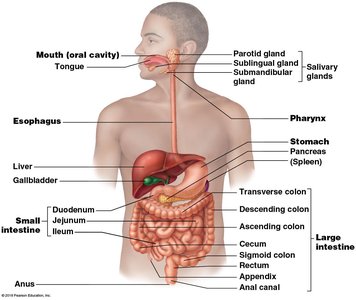 Labeled diagram of the human digestive system, showing the alimentary canal and accessory organs