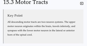 Key Point: Two-neuron system of descending motor tracts