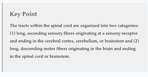 Key Point: Ascending tracts and thalamic synapse
