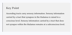 Key Point: Organization of spinal cord tracts