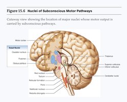 Figure: Nuclei of Subconscious Motor Pathways