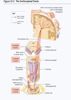 Figure: The Corticospinal Tracts