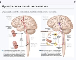 Figure: Motor tracts in CNS and PNS