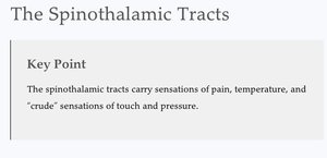 Key Point: Spinothalamic tracts function