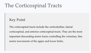 Key Point: Corticospinal tracts function