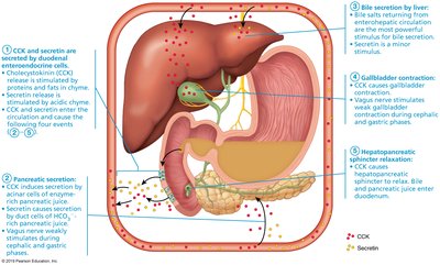 Mechanisms promoting secretion and release of bile and pancreatic juice