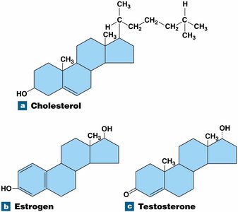 Steroid structures: cholesterol, estrogen, testosterone
