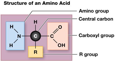 Structure of an amino acid