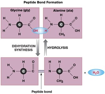 Peptide bond formation