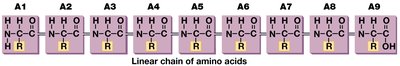 Primary structure of a protein