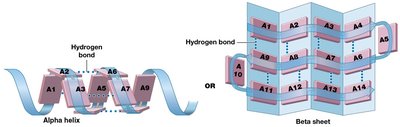 Secondary structure: alpha helix and beta sheet