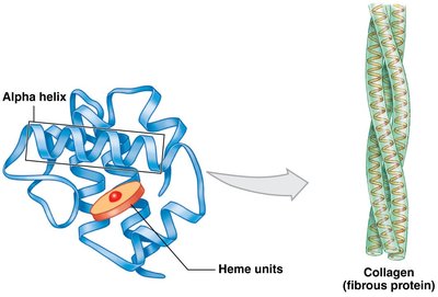 Tertiary and quaternary protein structure