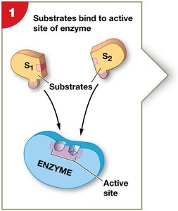 Enzyme structure and function: substrate binding