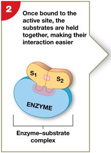 Enzyme-substrate complex