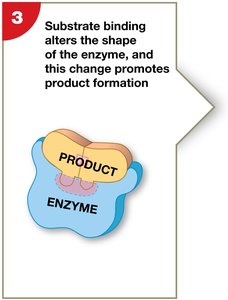 Product formation in enzyme action