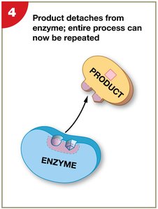 Product release from enzyme
