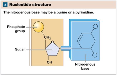 Nucleotide structure