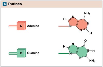 Purine bases: adenine and guanine
