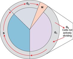 Diagram of the cell cycle showing G1, S, G2, M, and G0 phases