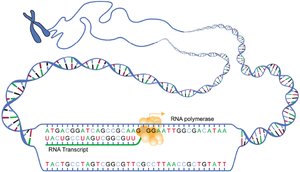 Diagram of transcription showing RNA polymerase synthesizing mRNA from DNA