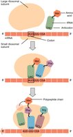 Diagram of translation initiation showing ribosome assembly on mRNA