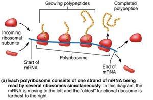 Diagram of a polyribosome translating mRNA