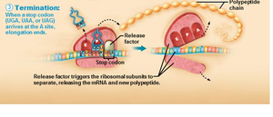Diagram of translation termination showing release factor and polypeptide release