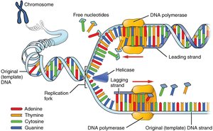 Diagram of DNA replication showing leading and lagging strands, DNA polymerase, and replication fork