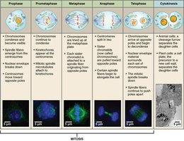 Table summarizing the stages of mitosis with diagrams and key events