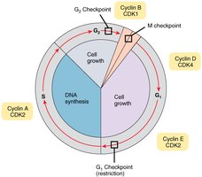 Diagram of cell cycle checkpoints and cyclin/CDK complexes