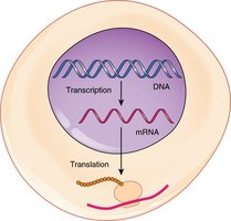 Diagram showing transcription and translation in a cell