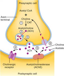 Synthesis, release, and degradation of acetylcholine at a cholinergic synapse