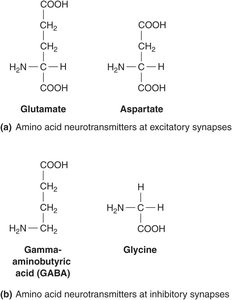 Structures of amino acid neurotransmitters