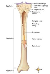 Structure of a long bone