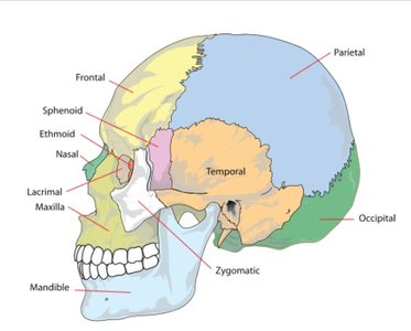 Labeled bones of the skull