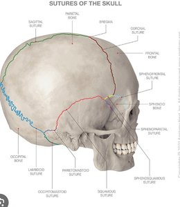 Sutures of the skull (lateral view)