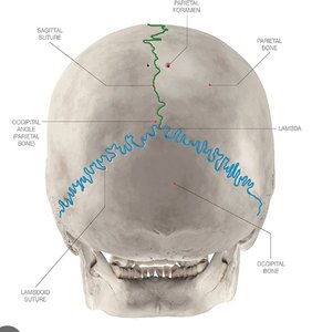 Sutures of the skull (posterior view)