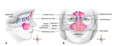 Paranasal sinuses in the skull