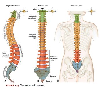 Vertebral column: lateral, anterior, and posterior views