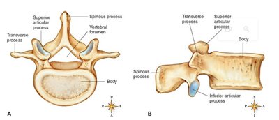Typical vertebra: superior and lateral views