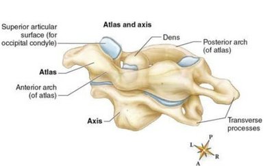 Atlas and axis vertebrae