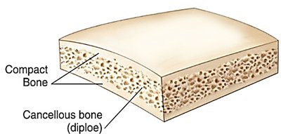 Structure of flat bone showing compact and cancellous bone